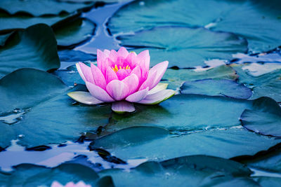 Close-up of pink water lily in pond