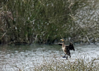 Bird in lake