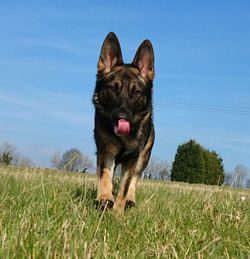 Portrait of dog on grassy field