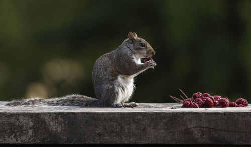 Squirrel eating raspberry