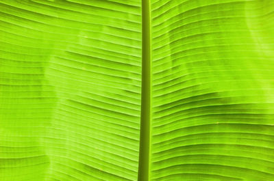 Full frame shot of green leaf