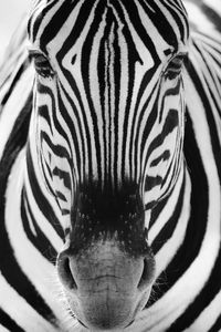 Close-up portrait of a zebra