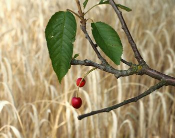 Close-up of cherries on twig