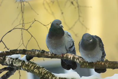 Two wild pigeons sitting on a tree branch