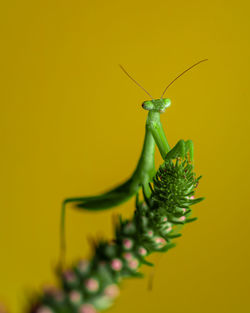 Close-up of insect over yellow background