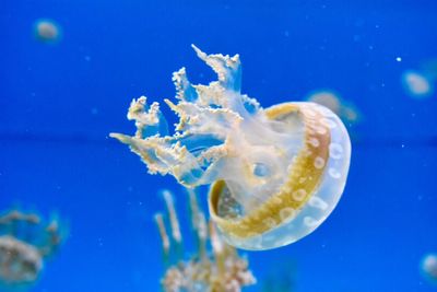 Close-up of jellyfish swimming in aquarium