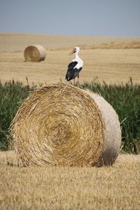 White stork sitting on a hay bale in a field