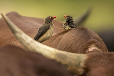 Close-up of birds perching on branch