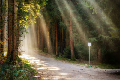 Road amidst trees in forest