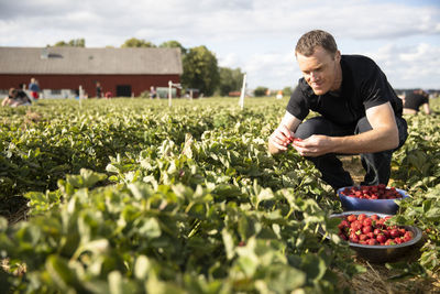 Smiling mature man picking strawberries from farm against sky