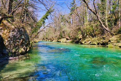 Scenic view of river amidst trees in forest