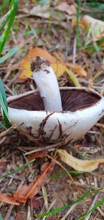 High angle view of bird on field