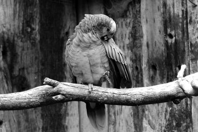 Close-up of bird perching on wooden post