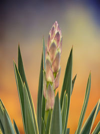 Succulent plant in bloom in the vase