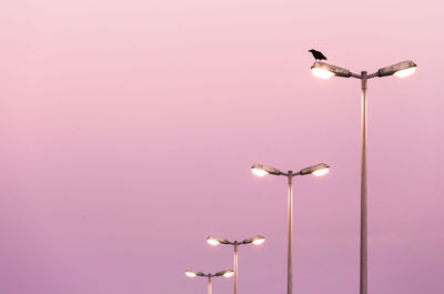 Low angle view of bird perching on street lamp