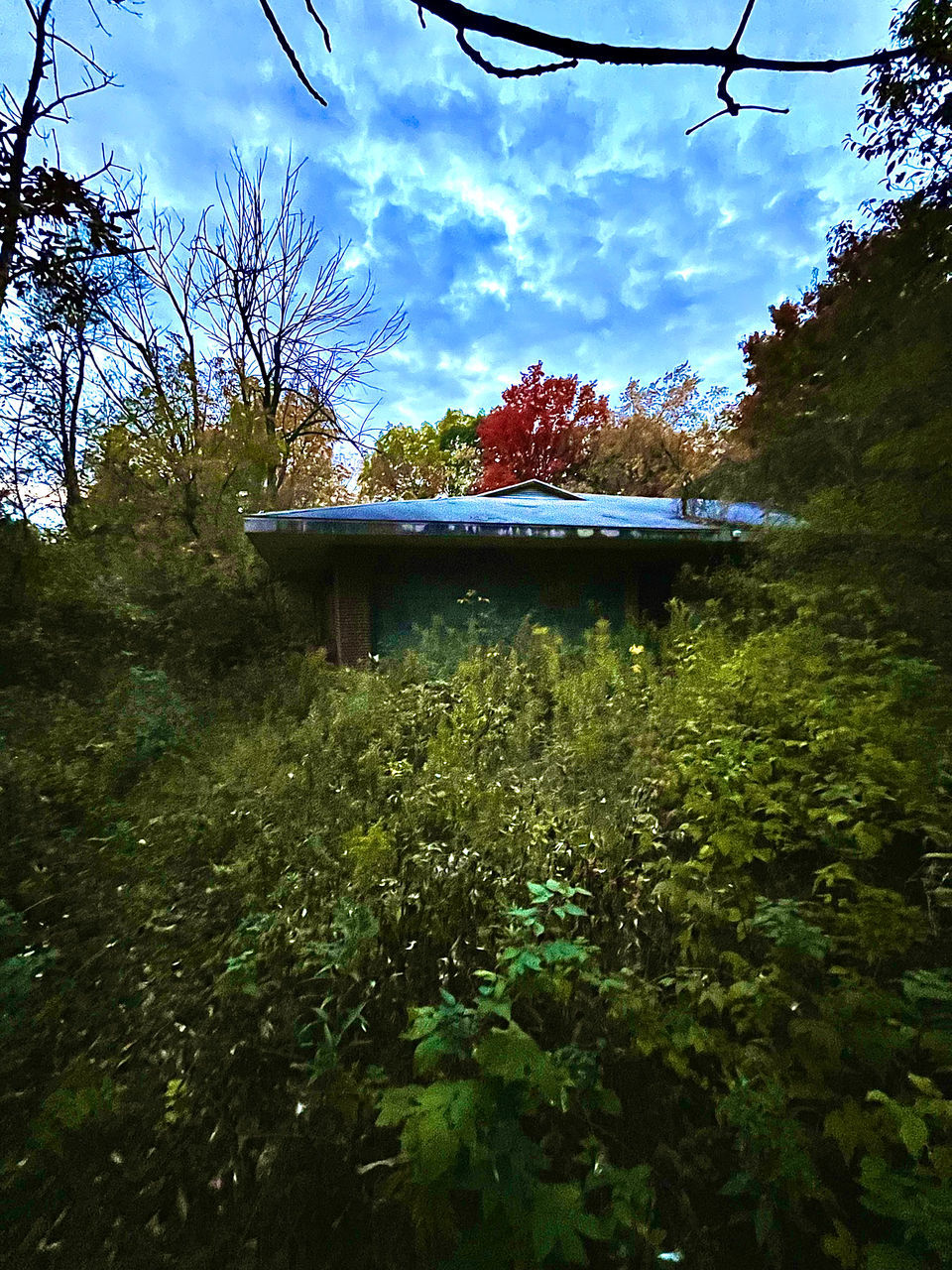 plant, nature, tree, sky, sunlight, leaf, flower, architecture, no people, built structure, reflection, cloud, green, growth, day, autumn, house, building exterior, outdoors, rural area, building, beauty in nature, grass, forest, morning, land, light, tranquility