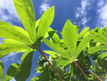 Low angle view of plant against sky