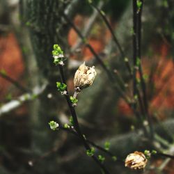 Close-up of flower growing on plant