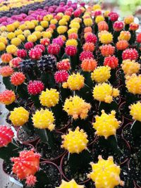 High angle view of multi colored flowering plants