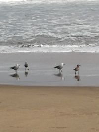 Seagulls on beach