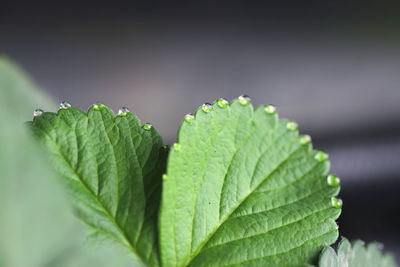 Close-up of wet leaves