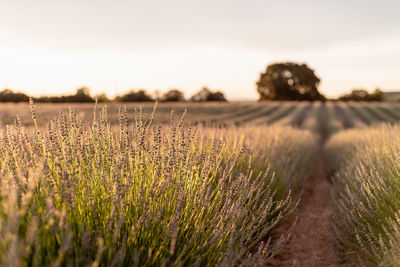 Crops growing on field against sky