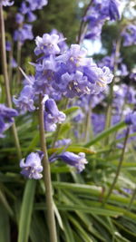 Close-up of purple flowers blooming outdoors