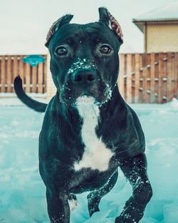 Close-up portrait of a dog