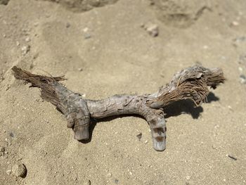 High angle view of driftwood on sand