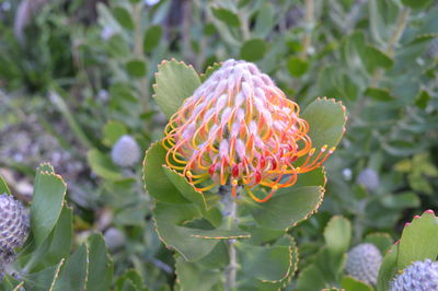 Close-up of flowers