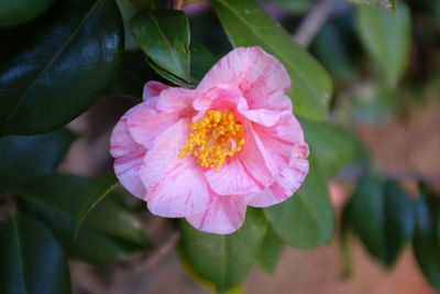 Close-up of pink flowers