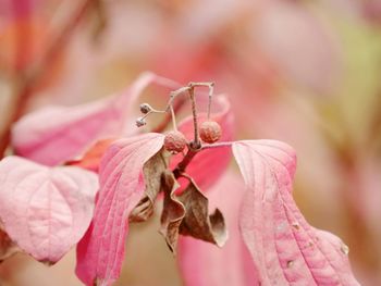 Close-up of wilted plant