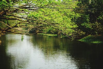 Tree by lake in forest