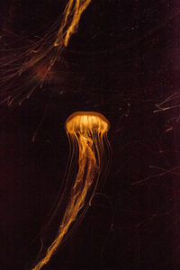 Close-up of jellyfishes swimming in sea