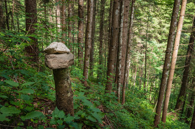 Trees in forest