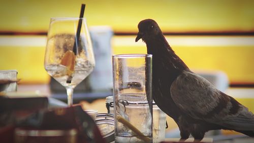 Close-up of bird on table