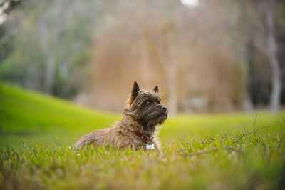 Puppy sitting on field