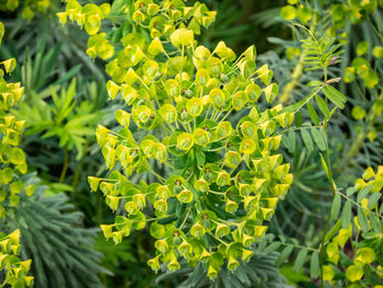Close-up of green plant