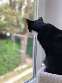 Close-up of a dog looking away