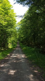 Empty road amidst trees in forest