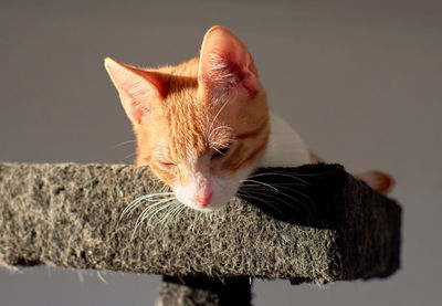 Close-up of cat against gray background