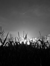 Silhouette corn plants in farm against sky