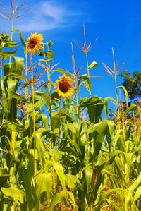 Close-up of yellow flowering plant against blue sky