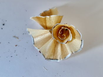 High angle view of white rose on table