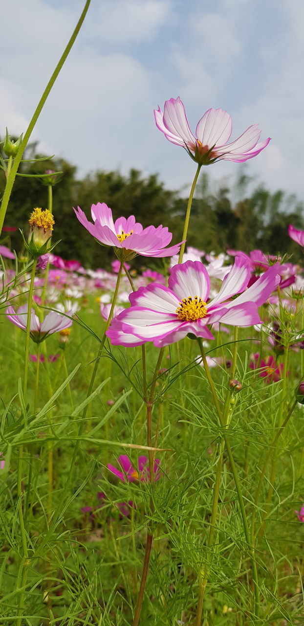 flower, flowering plant, plant, freshness, beauty in nature, fragility, vulnerability, growth, pink color, petal, nature, flower head, inflorescence, close-up, land, field, day, green color, cosmos flower, no people, outdoors, purple