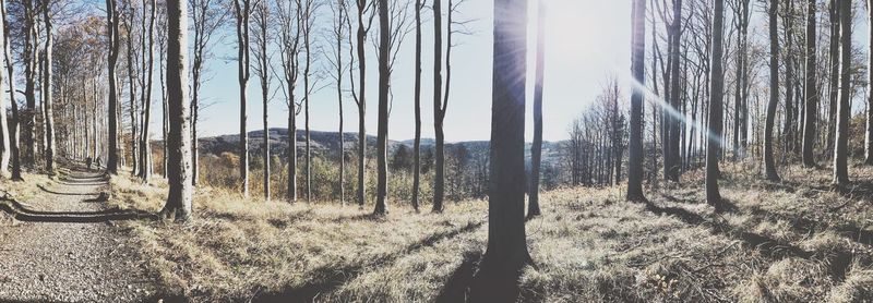 Trees in forest against sky
