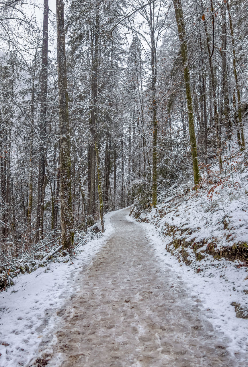 ROAD AMIDST TREES DURING WINTER