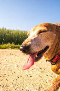 Close-up of a dog