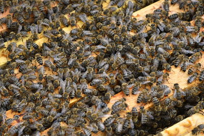 Close-up of bee on the ground