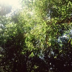 Low angle view of tree